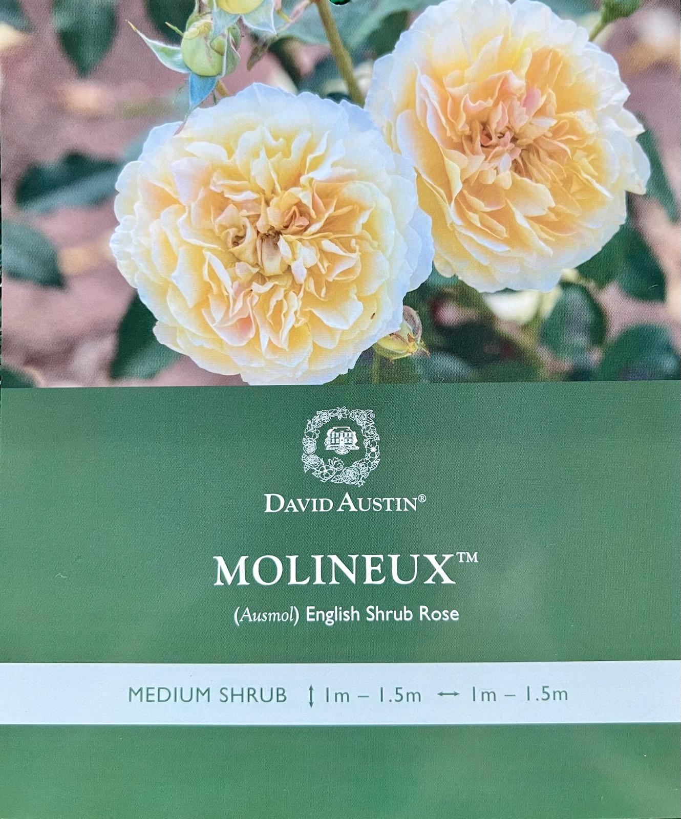 Rose Molineux Bush - Roses - Garden View Nursery