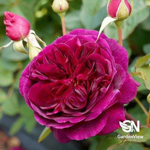 Rose Munstead Wood Standard - Roses - Garden View Nursery