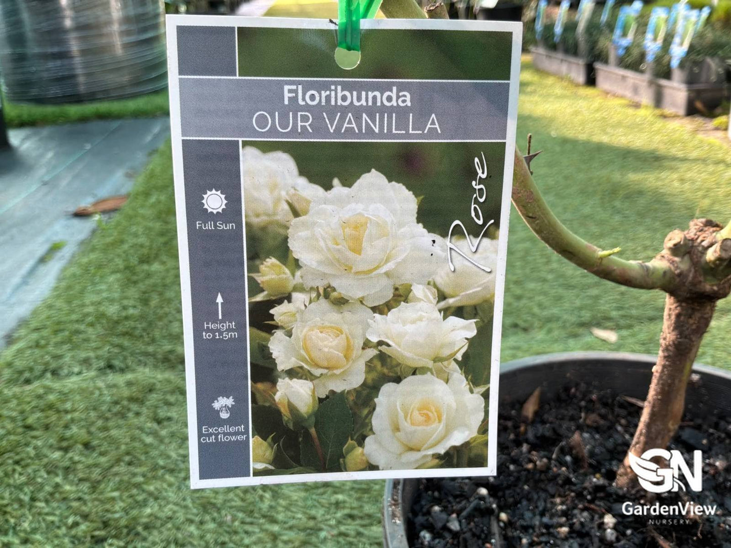 Rose Our Vanilla - Roses - Garden View Nursery