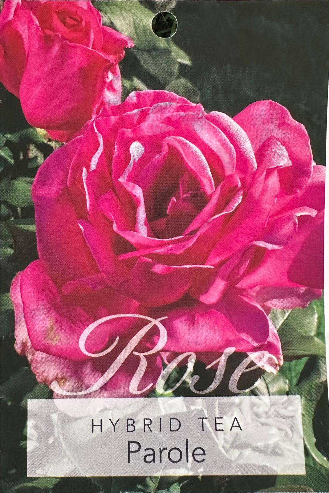 Rose Parole Bush - Roses - Garden View Nursery