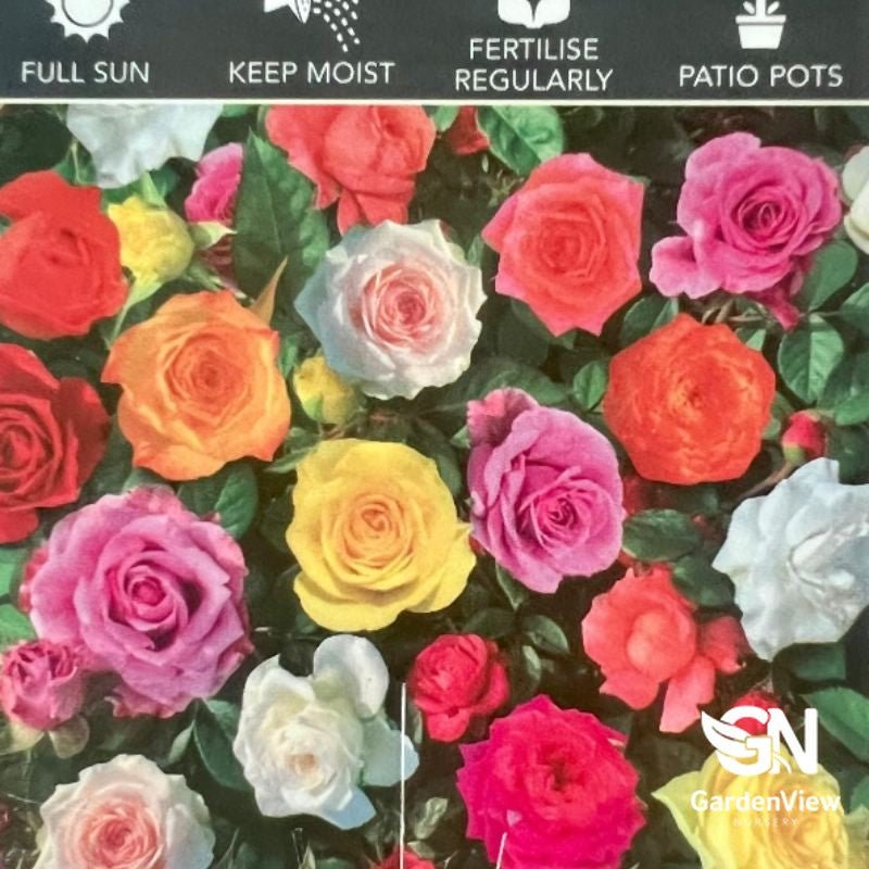 Rose Patio Assorted Patio/Carpet - Roses - Garden View Nursery