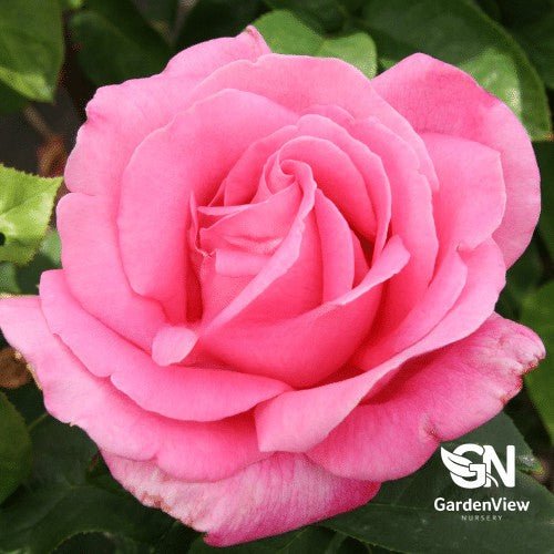 Rose Perfume Delight Bush - Roses - Garden View Nursery