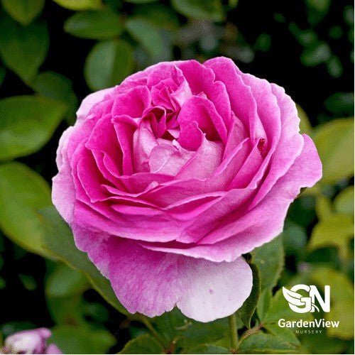Rose Raspberry Cupcake Bush - Roses - Garden View Nursery