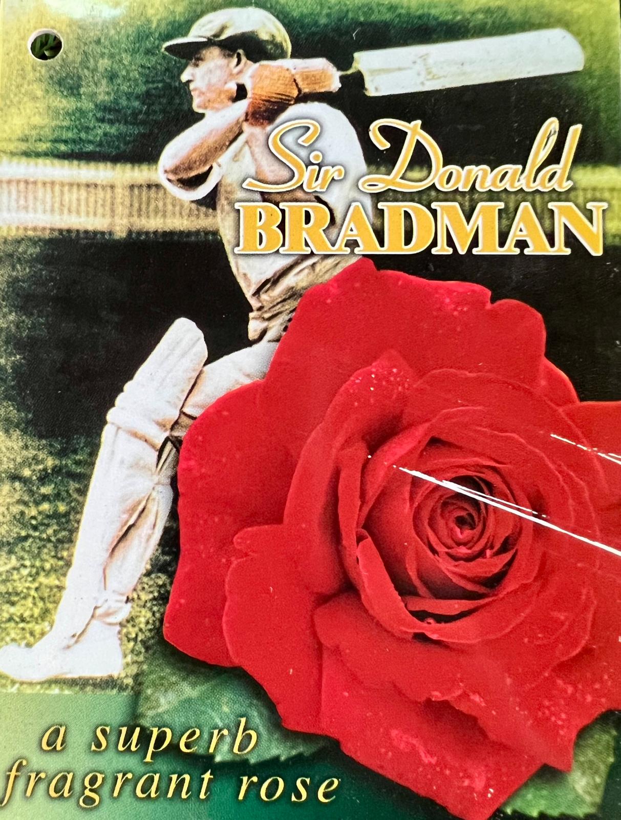 Rose Sir Donald Bradman Bush - Roses - Garden View Nursery