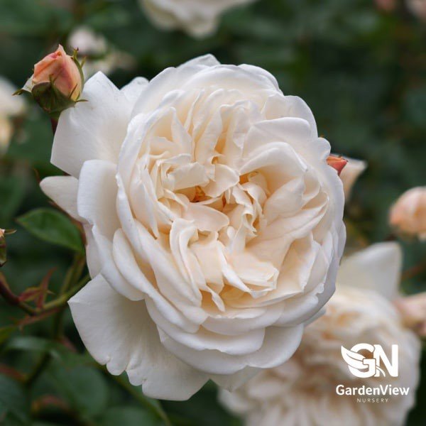 Rose Summer Memories Bush - Roses - Garden View Nursery