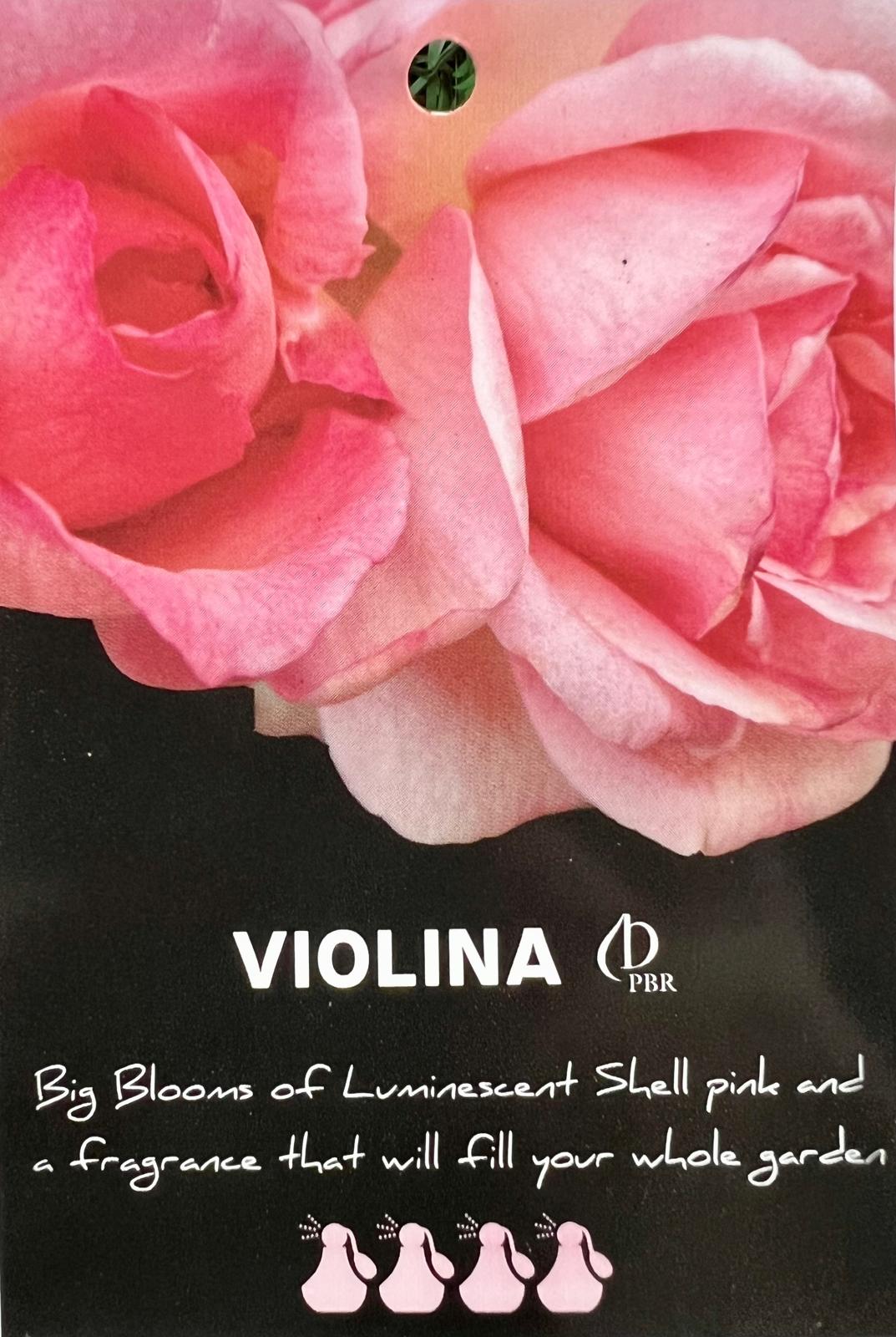 Rose Violina Bush - Roses - Garden View Nursery