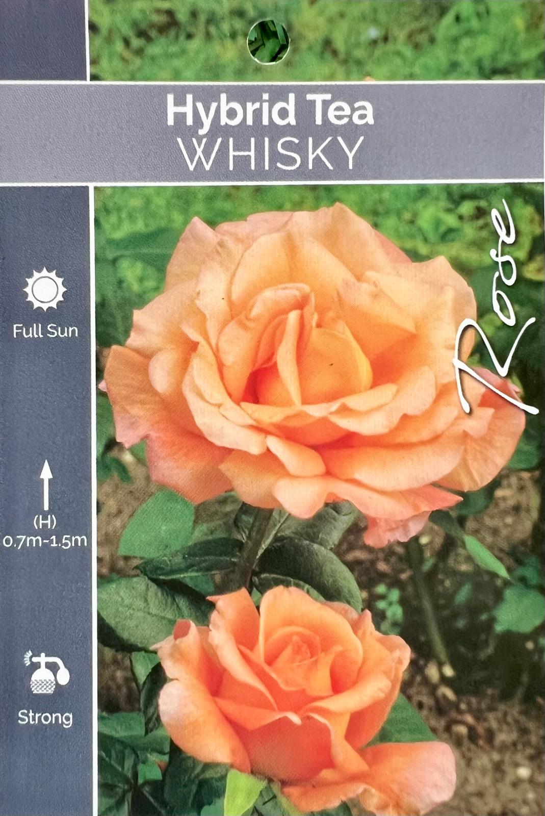 Rose Whisky Bush - Roses - Garden View Nursery