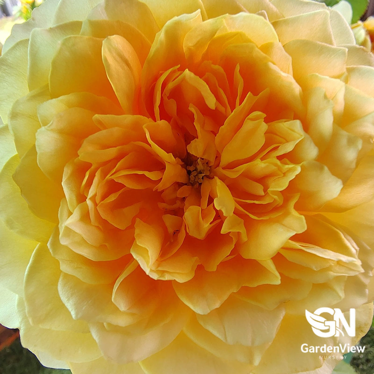 Rose Molineux Bush with yellow-orange double blooms in full flower stage