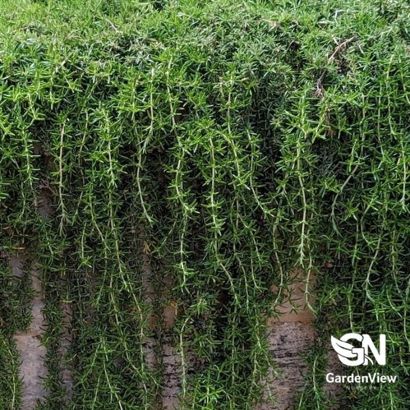Rosmarinus Officinalis Trailing - Ground Covers - Garden View Nursery