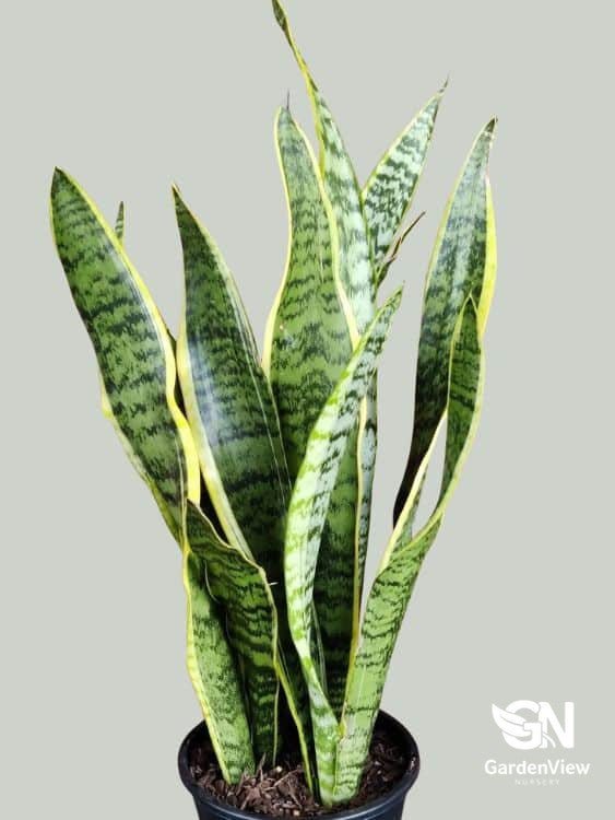 Sansevieria Trifasciata Laurentii - Cactus & Succulents - Garden View Nursery