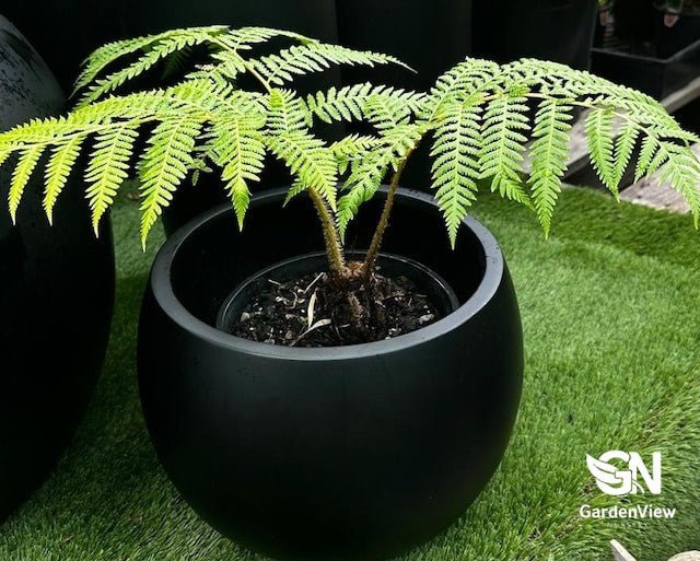 Sphaeropteris Cooperi - Palms & Tropical - Garden View Nursery