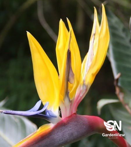 Strelitzia Reginae Mandela's Gold - Palms & Tropical - Garden View Nursery