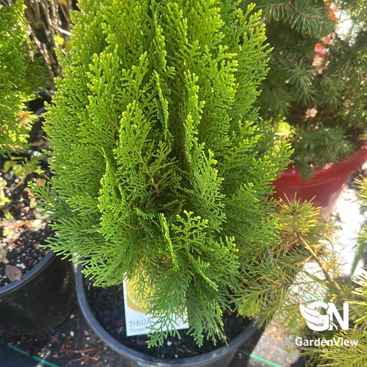 Thuja Morgan - Shrubs & Trees - Garden View Nursery