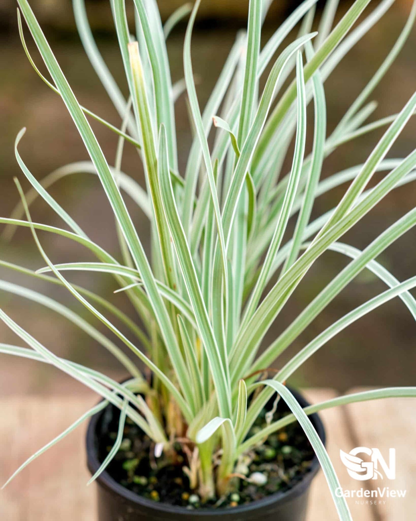 Tulbaghia Violacea Variegated - Climbers & Ground Covers - Garden View Nursery