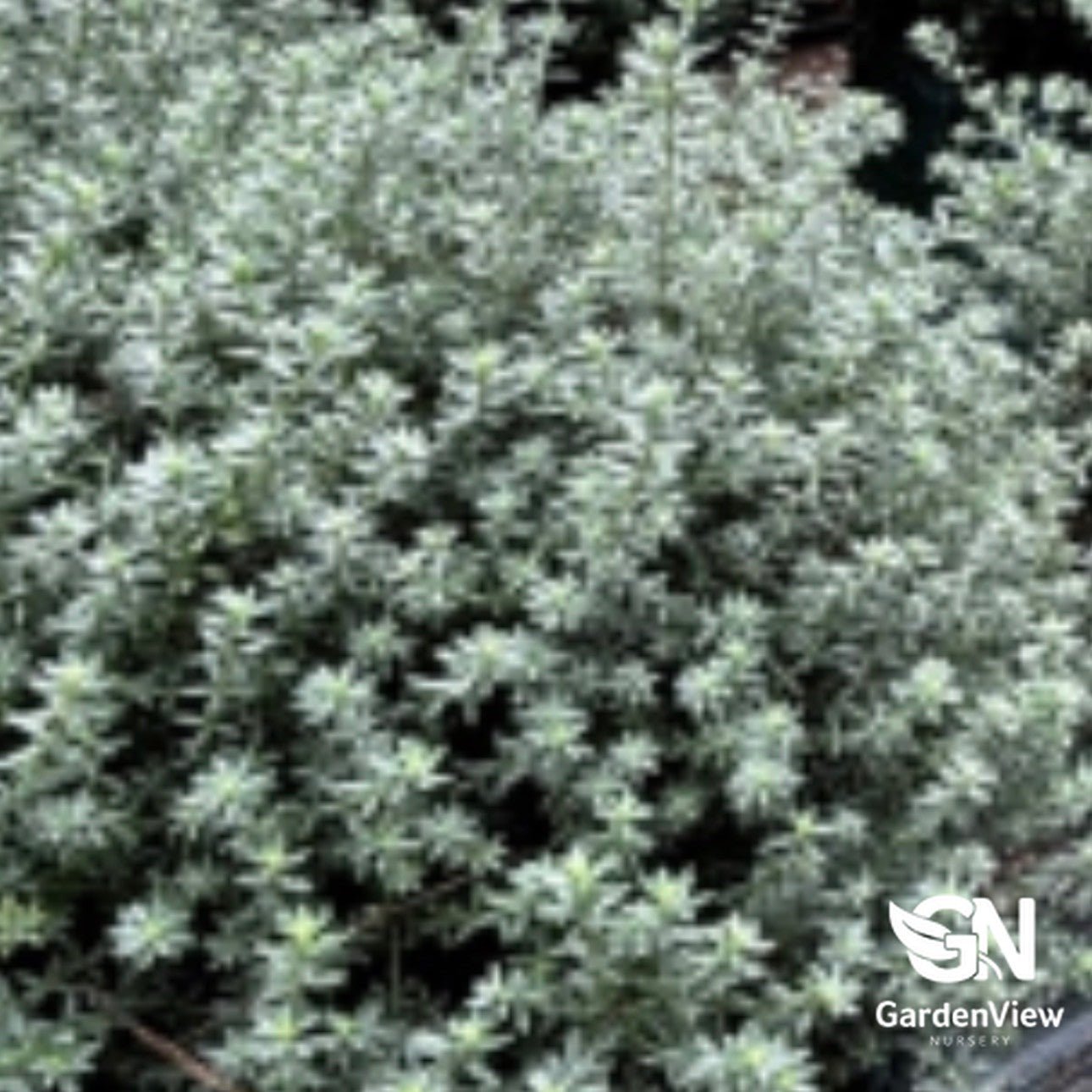 Westringia Fruticosa - Native Shrubs & Trees - Garden View Nursery