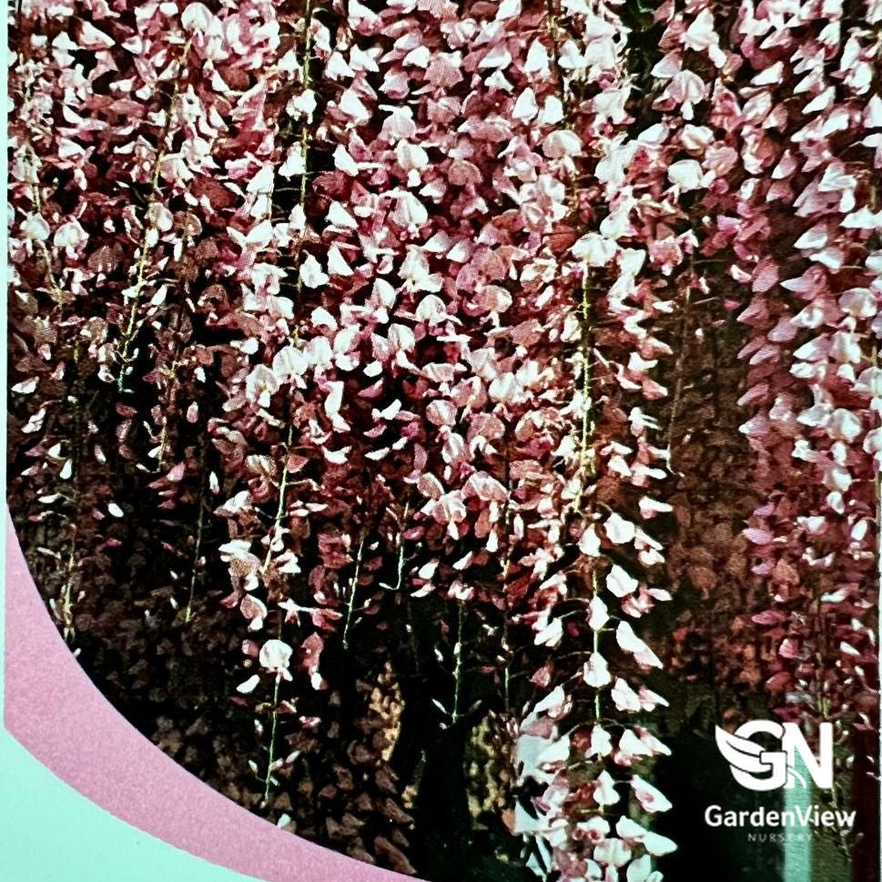 Wisteria Floribunda Japanese Pink with cascading pink-white flower clusters in full bloom