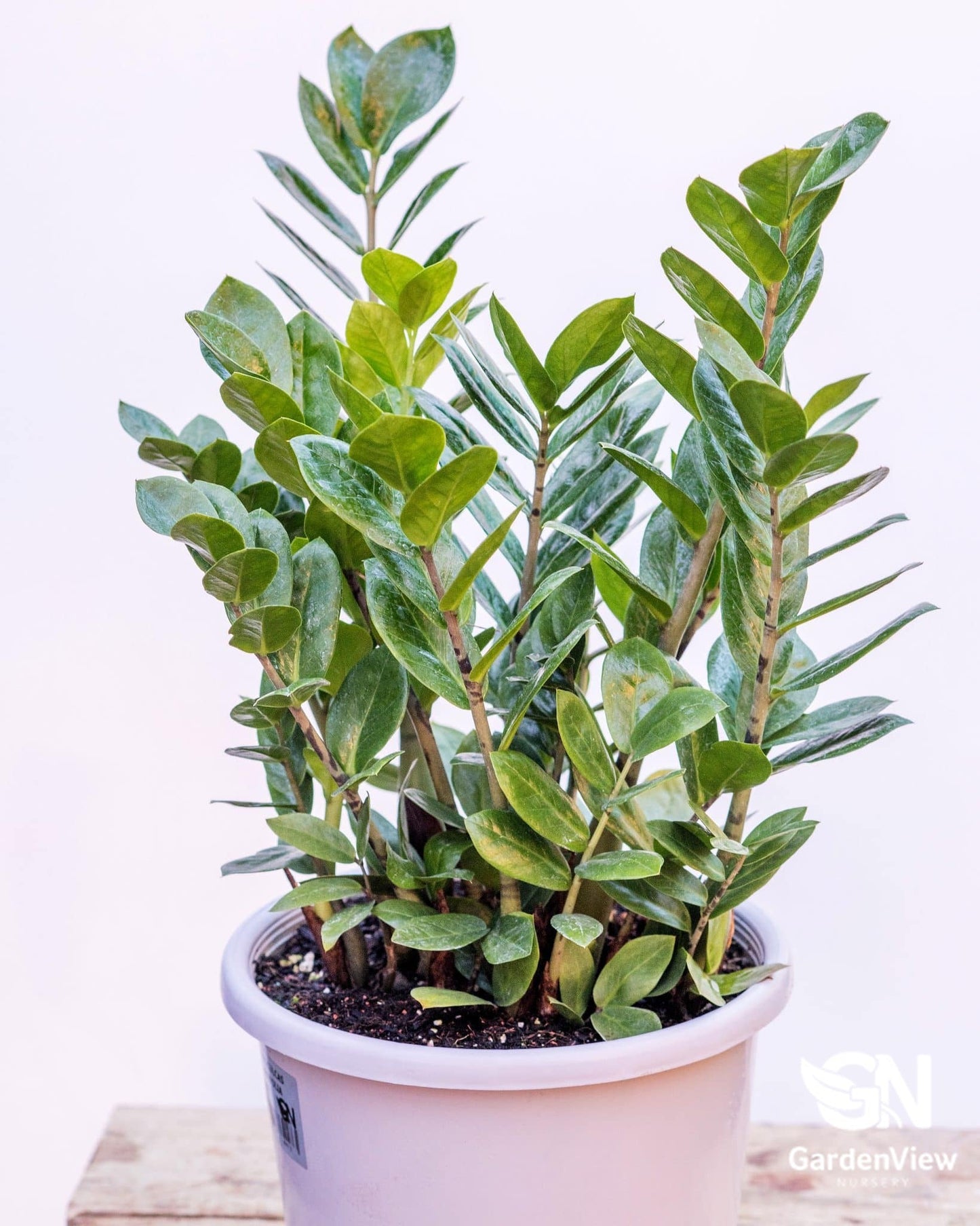 Zamioculcas Zamiifolia - Indoor Plants - Garden View Nursery