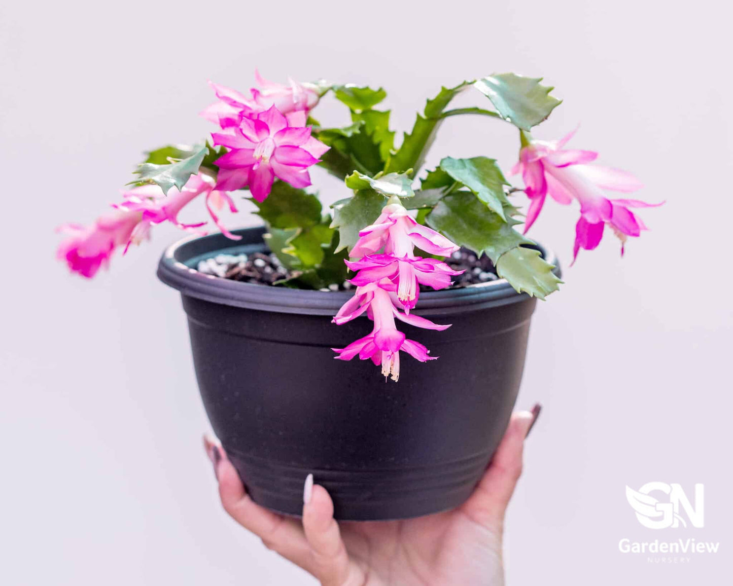 Zygo Cactus - Cactus & Succulents - Garden View Nursery