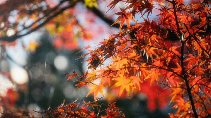 Autumn Garden Care in Australia: How to Prep for the Season - Garden View Nursery