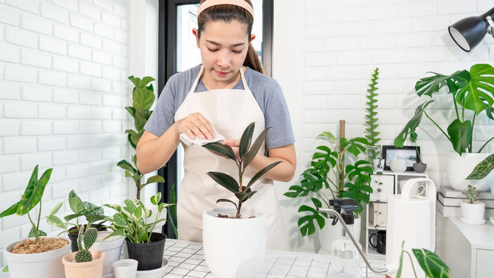 How to Care for Indoor Plants: A Practical Guide for Australian Homes - Garden View Nursery