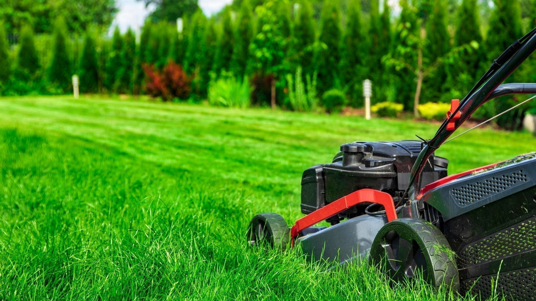 How to Get a Lush Lawn: A Practical Guide for Australian Gardens - Garden View Nursery