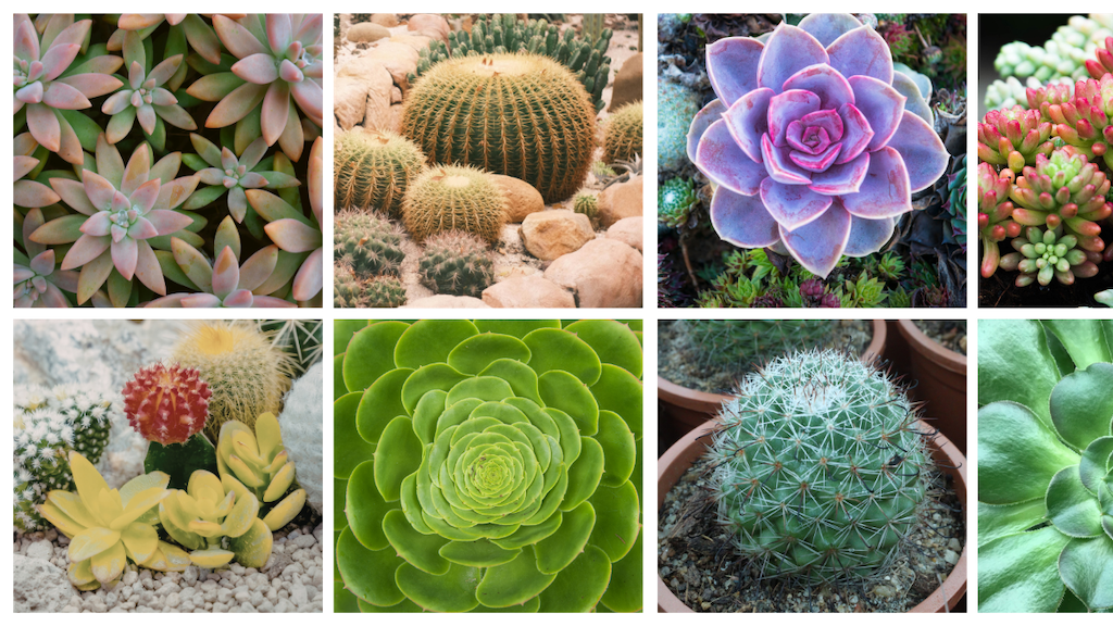 Cactus & Succulents