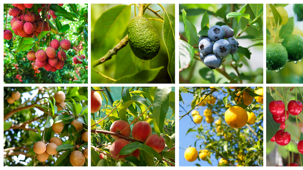 Fruits Trees
