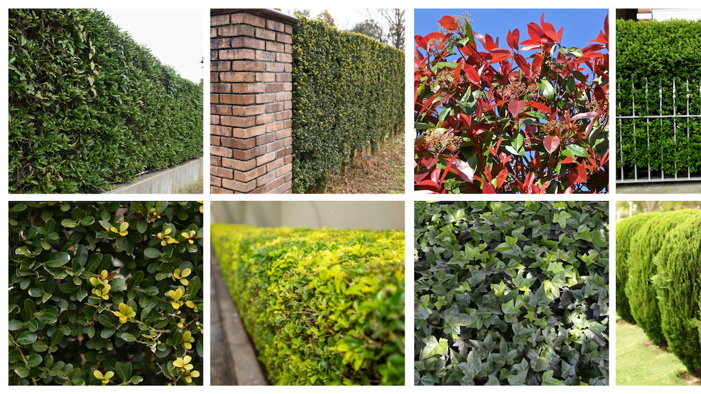 Hedges & Screening