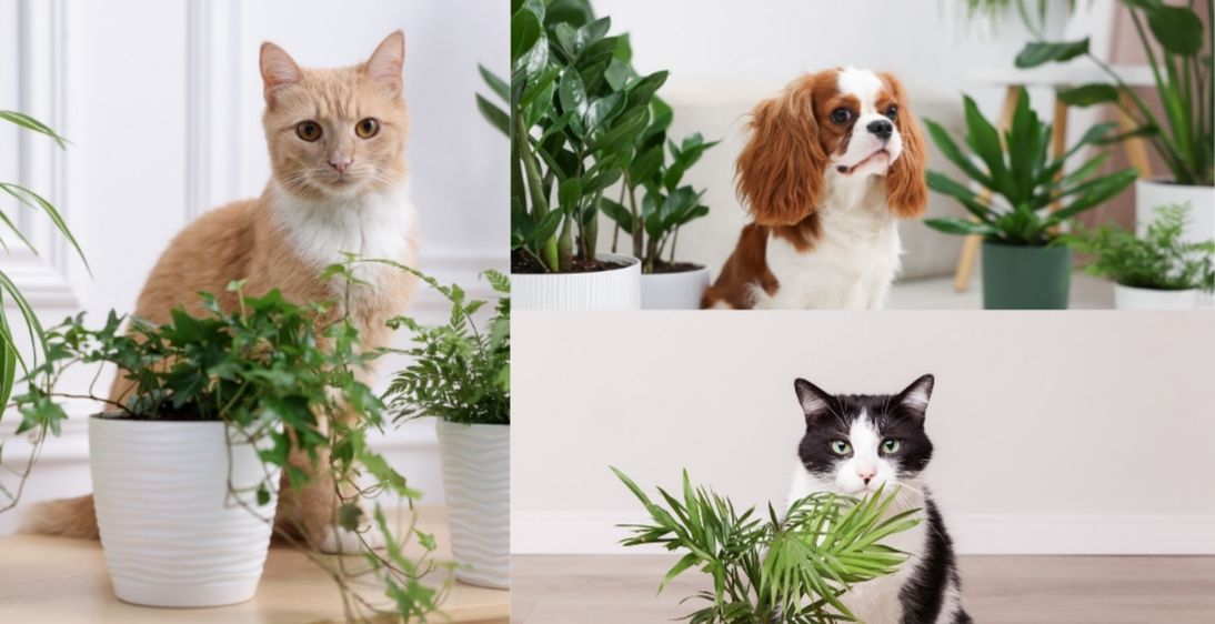 Pet Friendly Plants