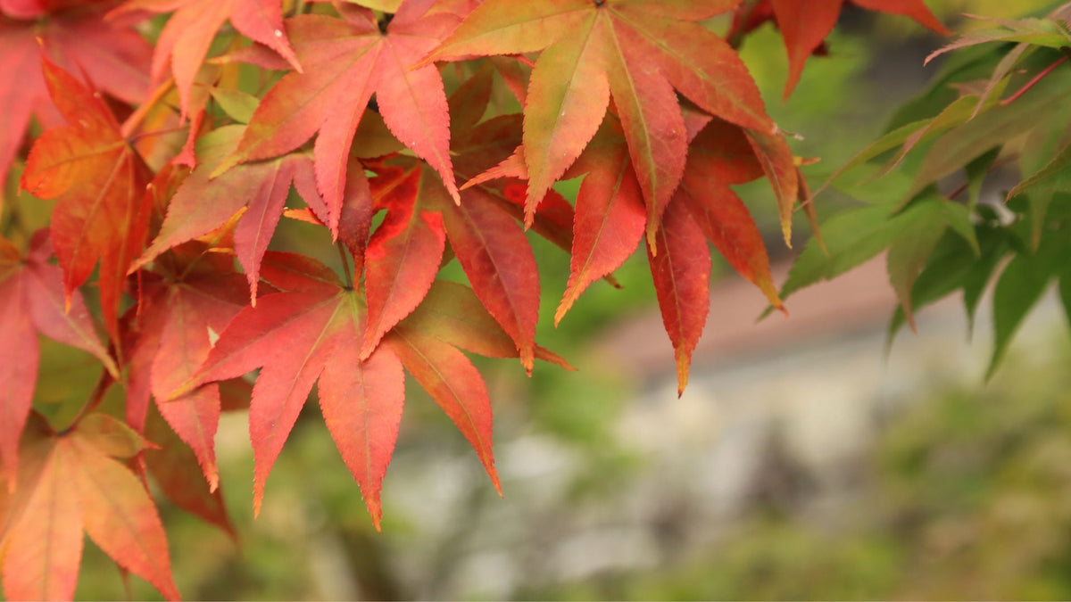 Autumn Plants - Garden View Nursery