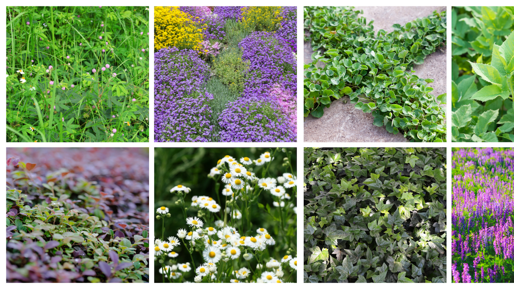 Climbers & Ground Covers - Garden View Nursery