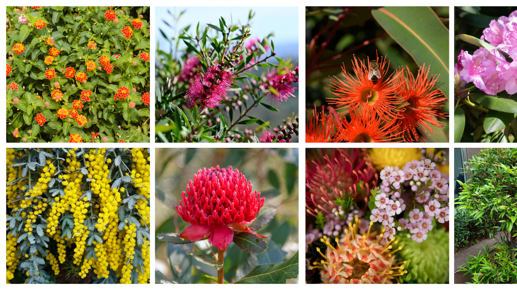 Native Shrubs & Trees - Garden View Nursery