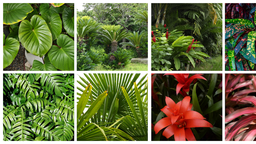 Palms & Tropical - Garden View Nursery
