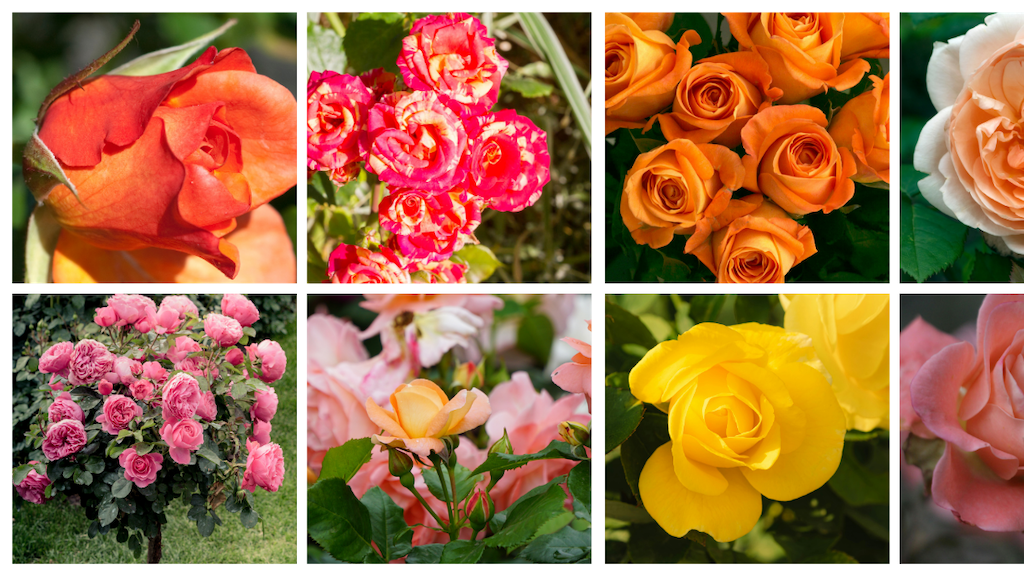 Roses - Garden View Nursery