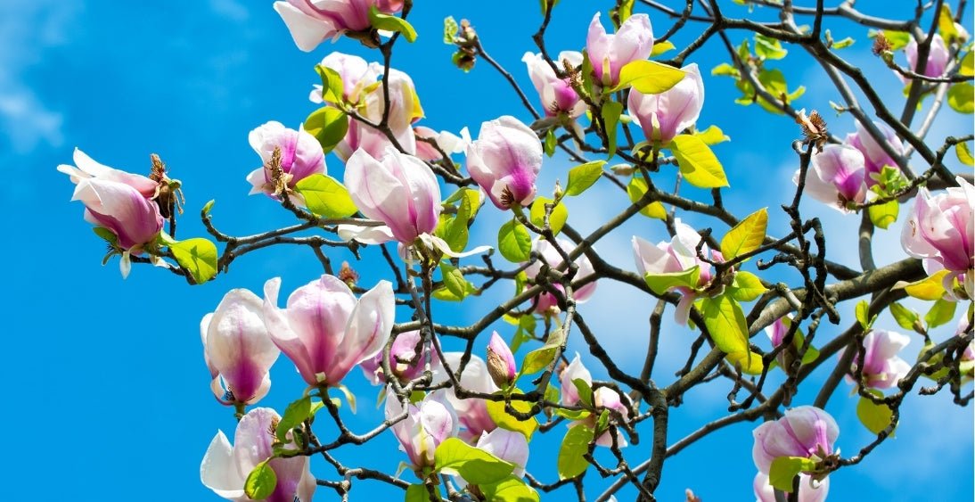 Spring Plants - Garden View Nursery