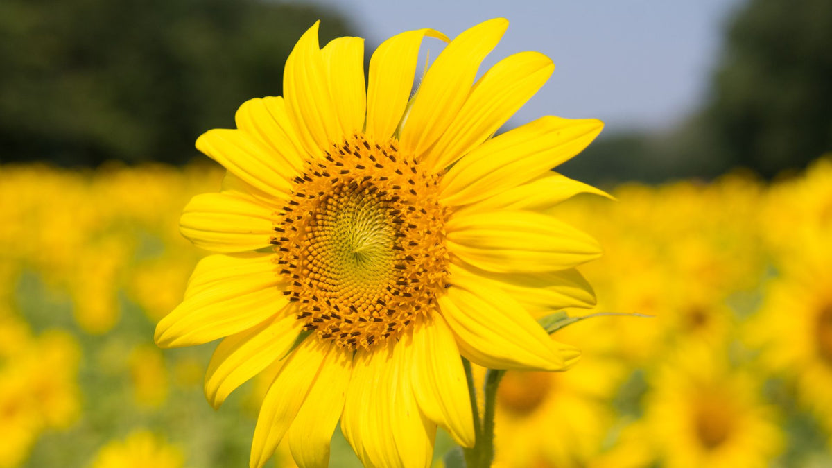 Summer Plants - Garden View Nursery