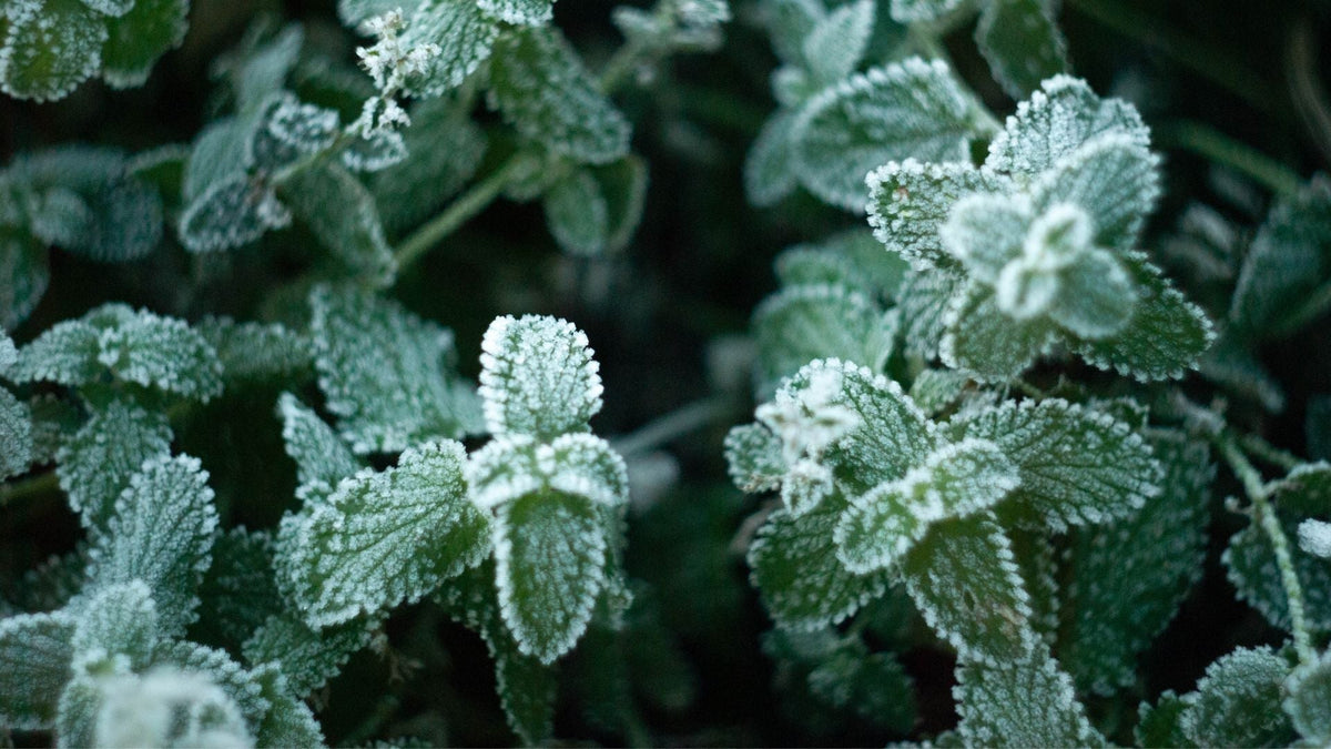 Winter Plants - Garden View Nursery