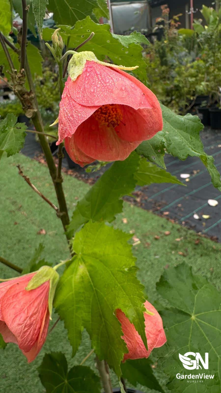 Abutilon Hybridum