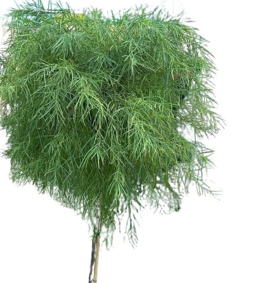 Acacia Cognata Standard