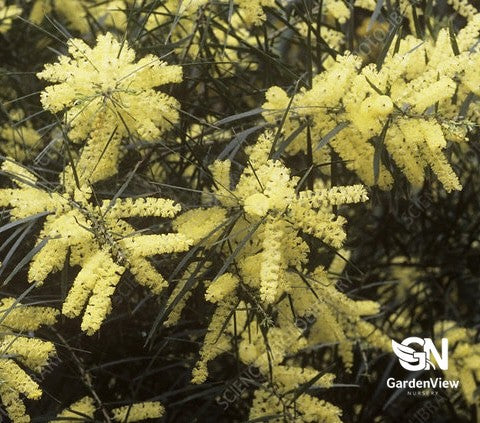 Acacia Floribunda