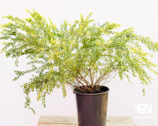 Acacia Howitii