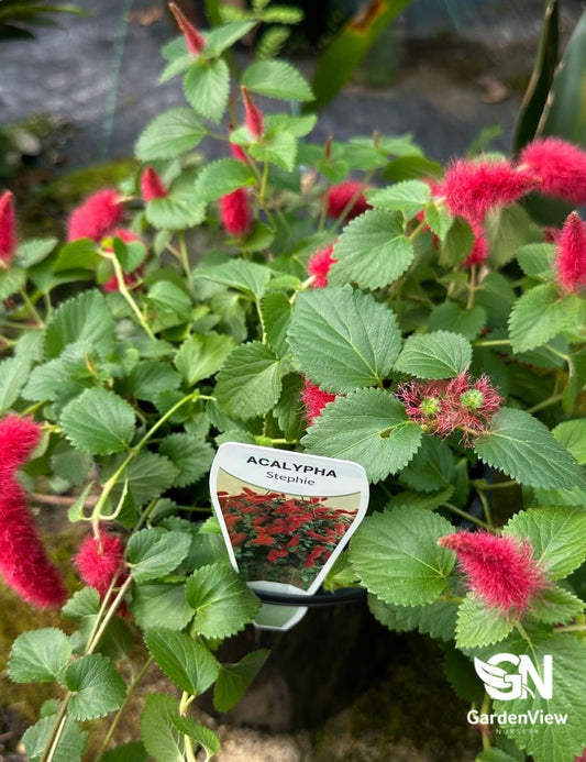 Acalypha Chamaedrifolia