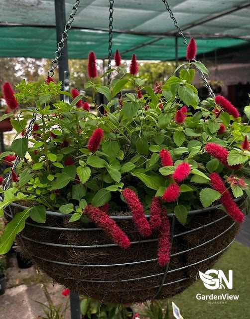 Acalypha Chamaedrifolia Hanging Basket