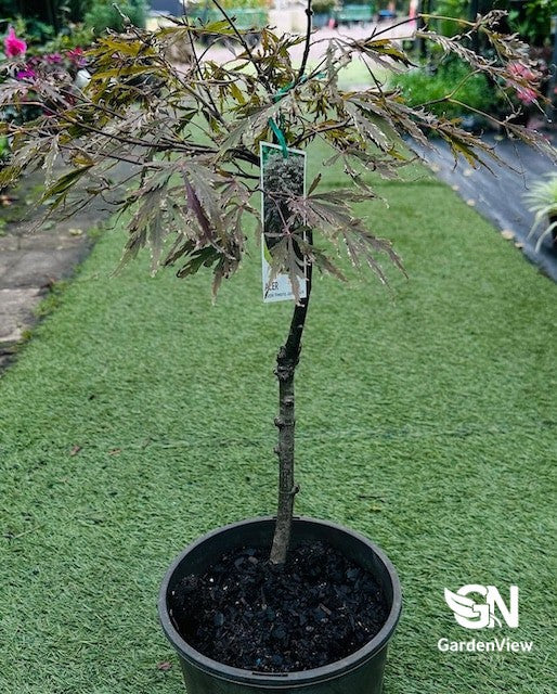 Acer Palmatum Dissectum Red Dragon
