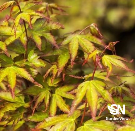 Acer Palmatum (Murasaki Kiyohime)