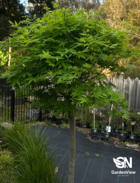 Acer Platanoides Globosum