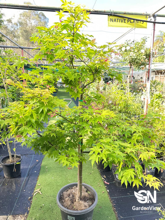 Acer Palmatum Osakazuki