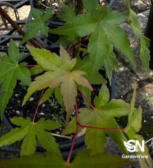 Acer Palmatum Thumb