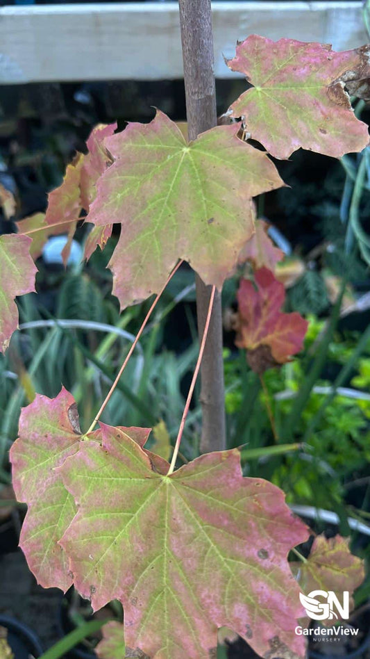 Acer Truncatum Pacific Sunset