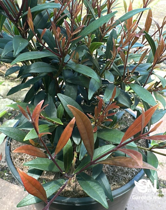 Acmena Smithii Forest Flame (Lilly Pilly)